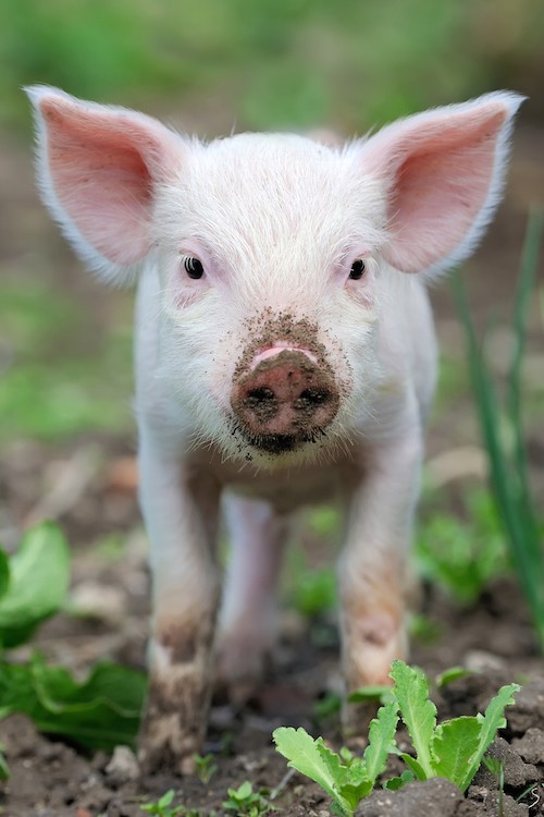 8 Amazing Facts That Prove Pigs Are Too Sweet to Eat ChooseVeg com 8 Amazing Facts That Prove Pigs Are Too Sweet to Eat ChooseVeg com