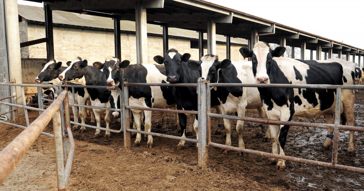 Fighting the Good Fight Minnesota Residents Sue to Stop Dairy Farm