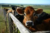 cattle.jpeg