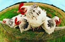 fourchickenscolorful1.jpg