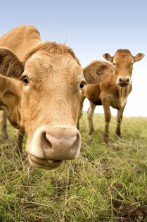 BrownCowClosetoCamera copy.jpg