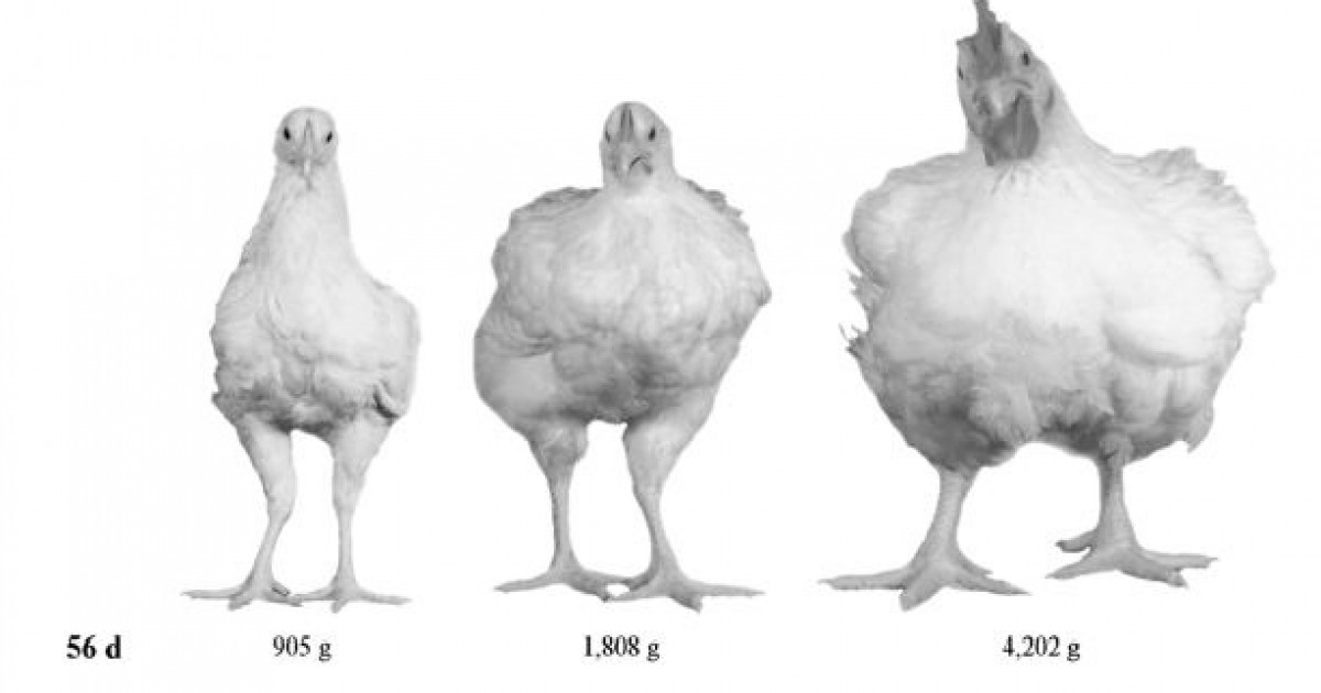 Chickens Almost Five Times Larger Than in the 1950s Mercy For Animals