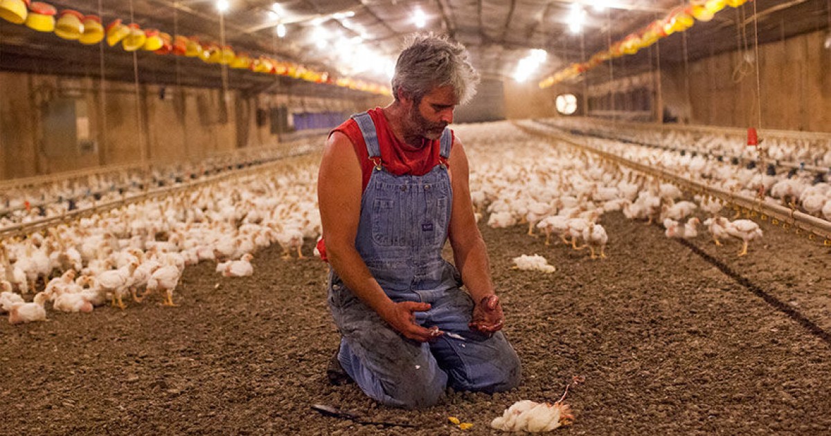 chicken perdue farmer animal cruelty animals clean