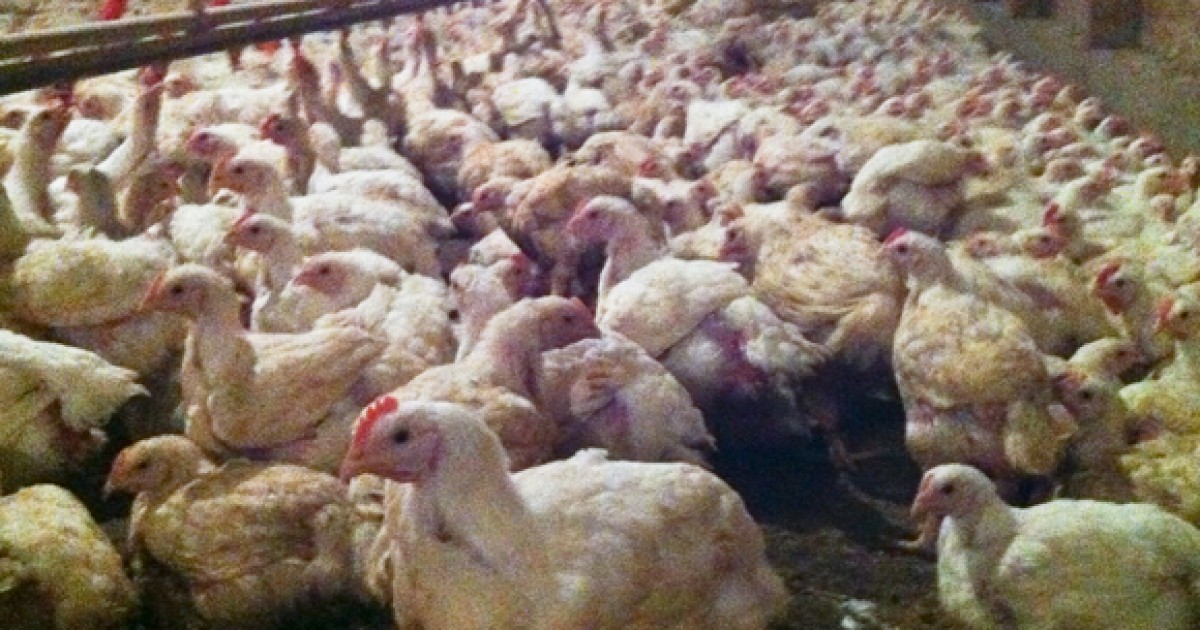USDA Finds Chicken Parts Loaded With Salmonella Mercy For Animals
