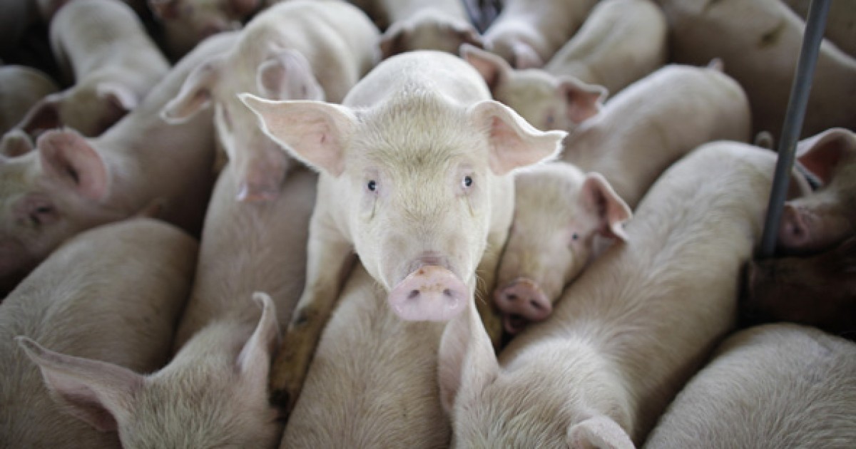 USA Today MeatEaters Consume 7,000 Animals in a Lifetime Mercy For