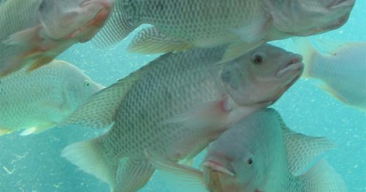 SICK! Asian Seafood Raised on Feces Approved for US Consumers Mercy