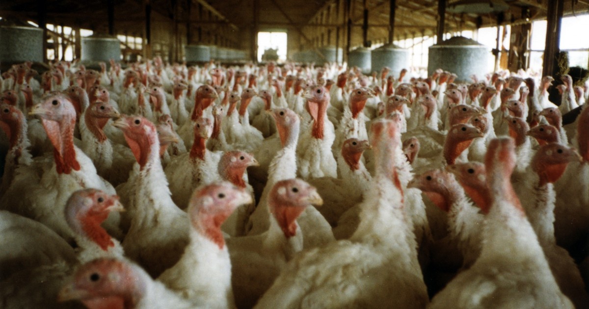 Poultry Slaughterhouse Fined for Child Labor Violations