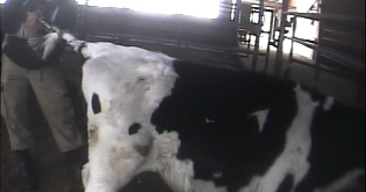Dairy Cruelty Footage Prompts NY Lawmaker to Propose Tail Docking Ban