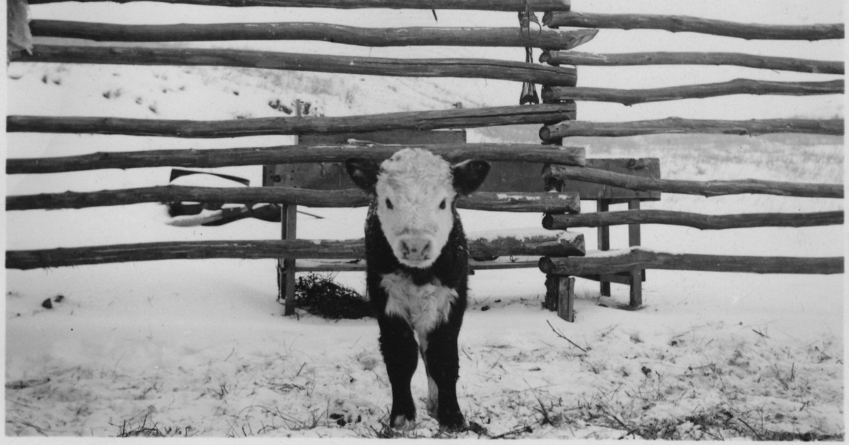 More Than 35,000 Dairy Cows Freeze to Death in Texas Blizzard Mercy