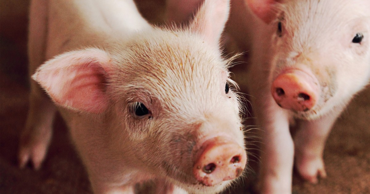 Pigs Are Intelligent and Sensitive, So Why Are You Eating