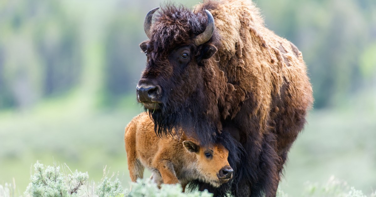 Government to Kill 900 Wild Bison to Protect Cattle Rancher Profits