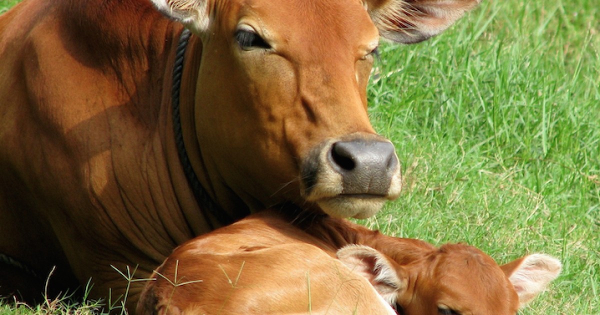 Las vacas lecheras traumatizadas se vuelven pesimistas y viven angustiadas