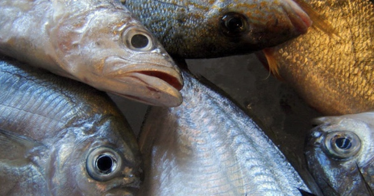 La industria pesquera mata y tira 20 mil millones de libras de pescado al aÃ±o.