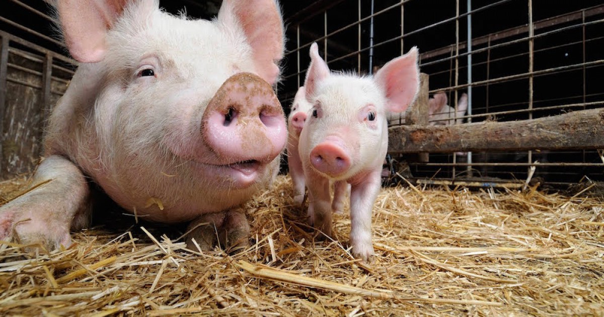 CientÃ­ficos confirman que los cerdos sienten empatÃ­a