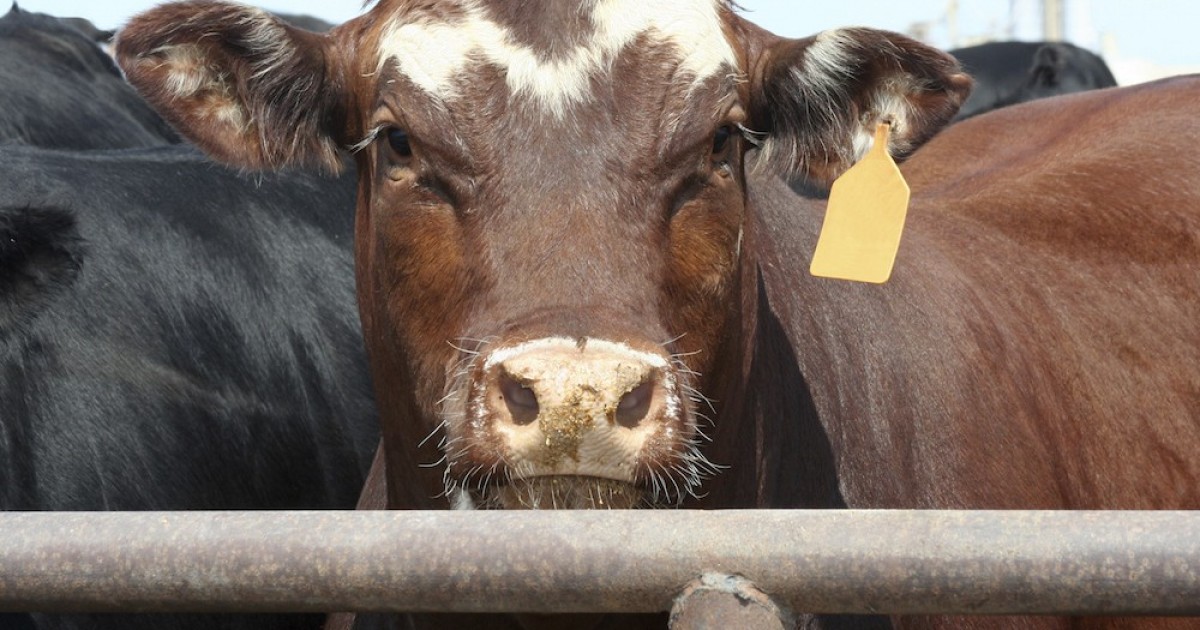 La enfermedad de las vacas locas es descubierta en CanadÃ¡