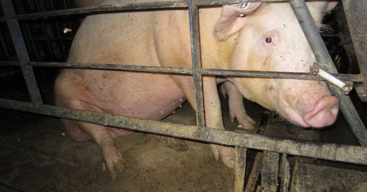 Los antibiÃ³ticos usados en las granjas de cerdos estÃ¡n por los aires