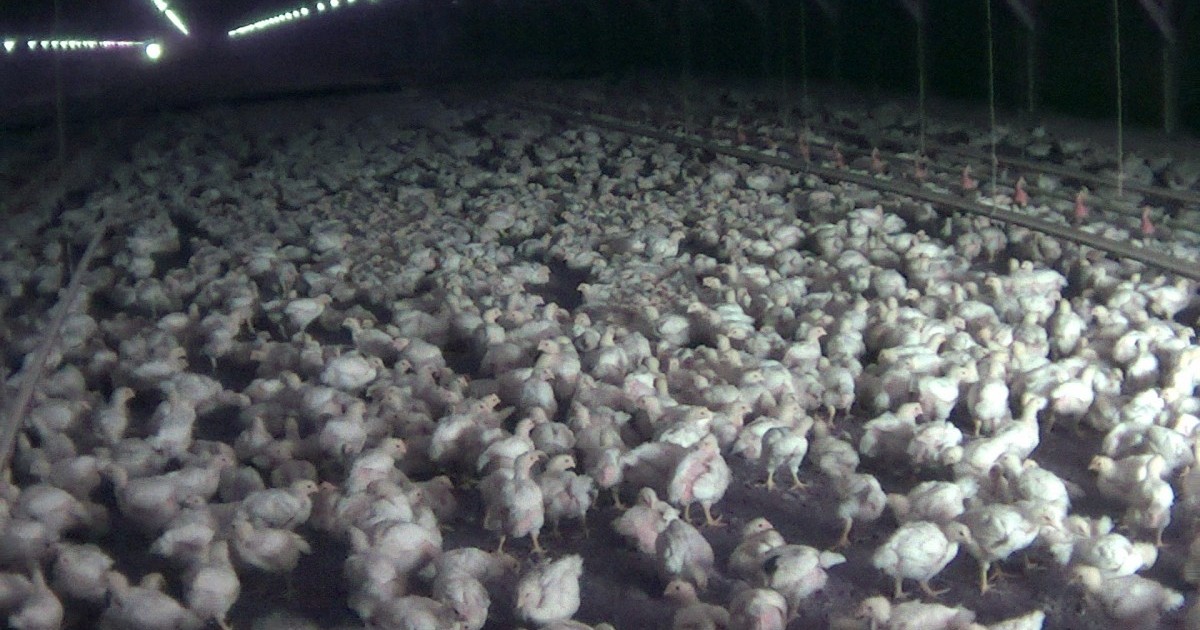 1.7 millones de libras de pollo retiradas del mercado debido a brote de Salmonella