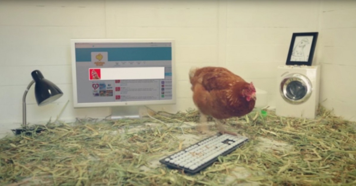 Empresa usa aves vivas para promocionar el consumo de pollo