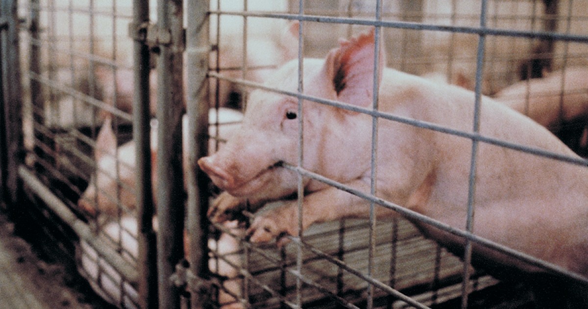 20 fatos que vÃ£o fazer vocÃª refletir sobre os animais criados e abatidos para consumo