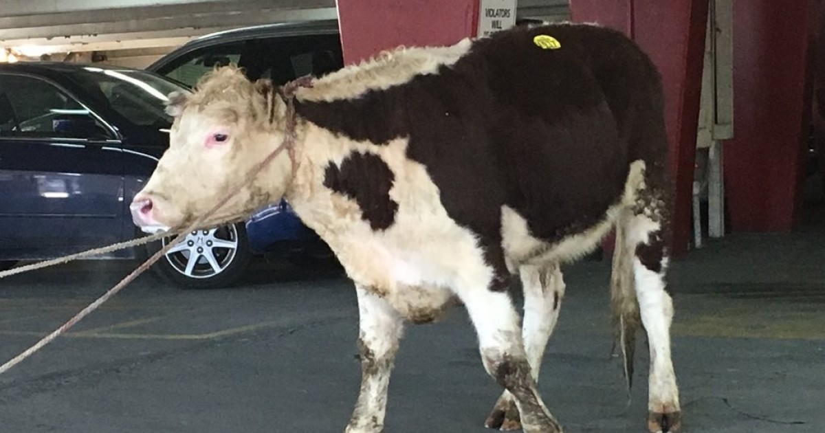 Una toro escapa del matadero en Nueva York