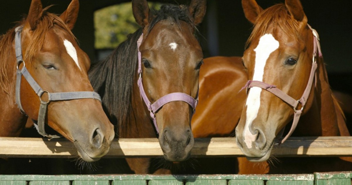Pouco conhecida dos brasileiros, indústria de abate de cavalos comemora  crescimento no país