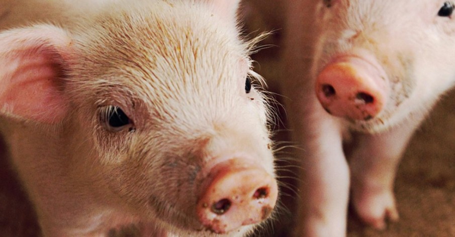 Porcos sÃ£o sensÃ­veis e inteligentes. EntÃ£o por que comÃª-los?
