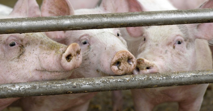 O que sentem os porcos explorados pela indÃºstria da carne