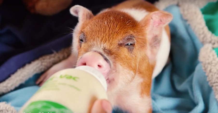 ConheÃ§a a porquinha resgatada mais linda do mundo
