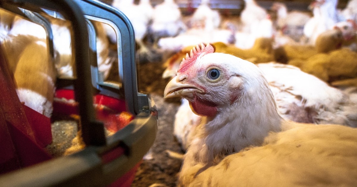 Perdue anuncia innovadora polÃ­tica para mejorar la vida de 680 millones de gallinas