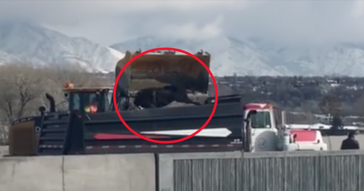 Video viral del Departamento de Transporte de E.E.U.U arrojando vacas vivas a un camiÃ³n de basura