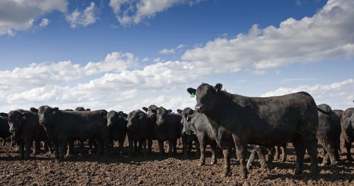 Subsidios federales para la explotaciÃ³n industrial de animales