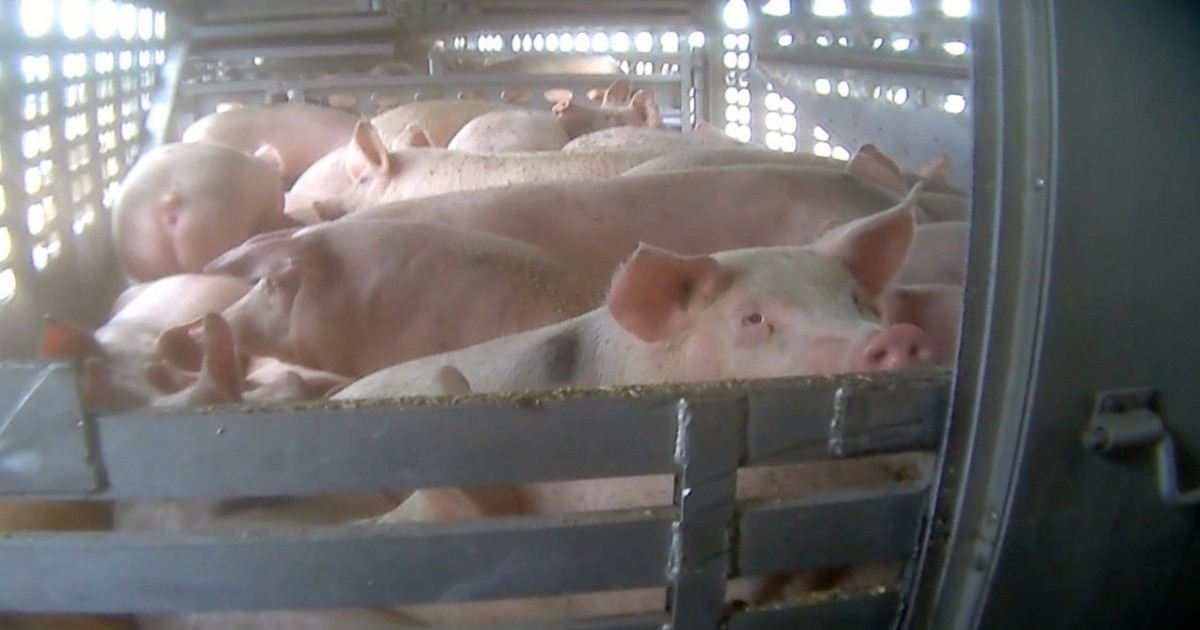 La vergÃ¼enza de CanadÃ¡: leyes de transporte obsoletas matan diariamente a mÃ¡s 20.000 animales