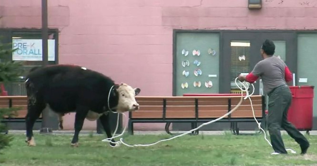 Â¡Final feliz! Una valiente vaca escapa del matadero