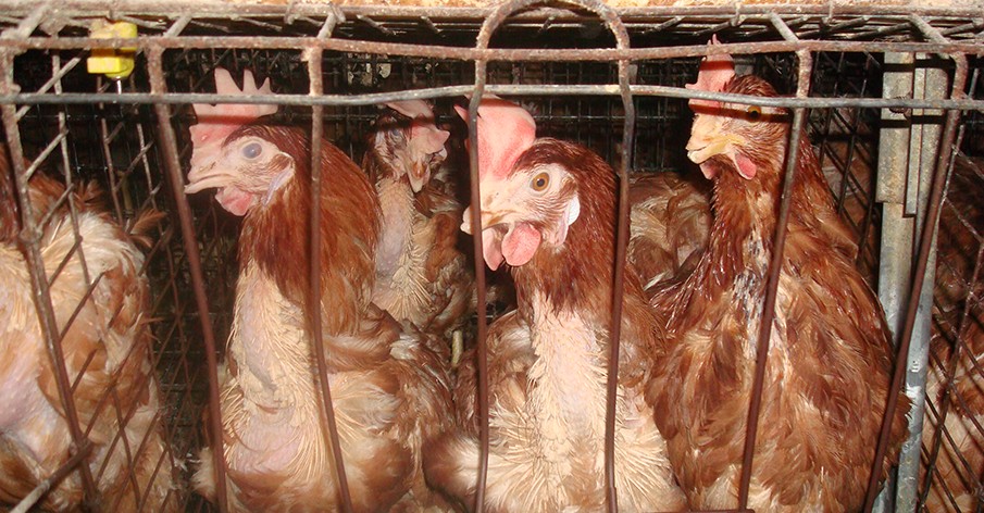 PROGRESSO! BK nÃ£o mais utilizarÃ¡ ovos de galinhas confinadas em gaiolas em bateria no Brasil