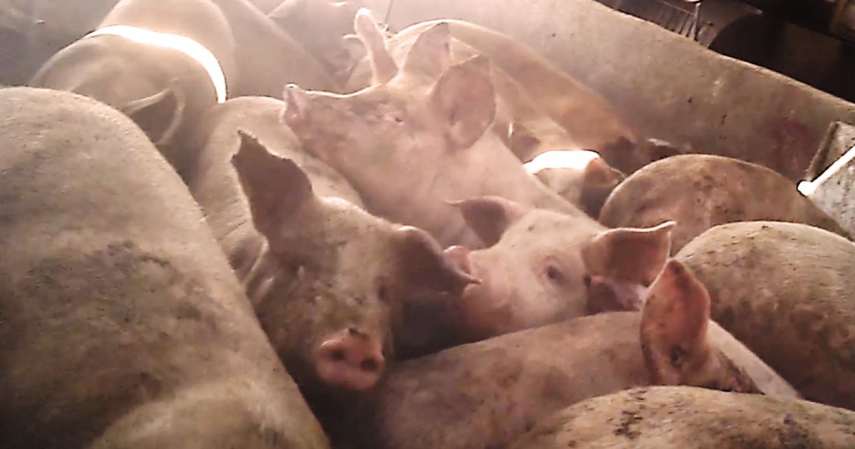 Un niÃ±o contrajo gripe porcina despuÃ©s de estar cerca de una granja de cerdos