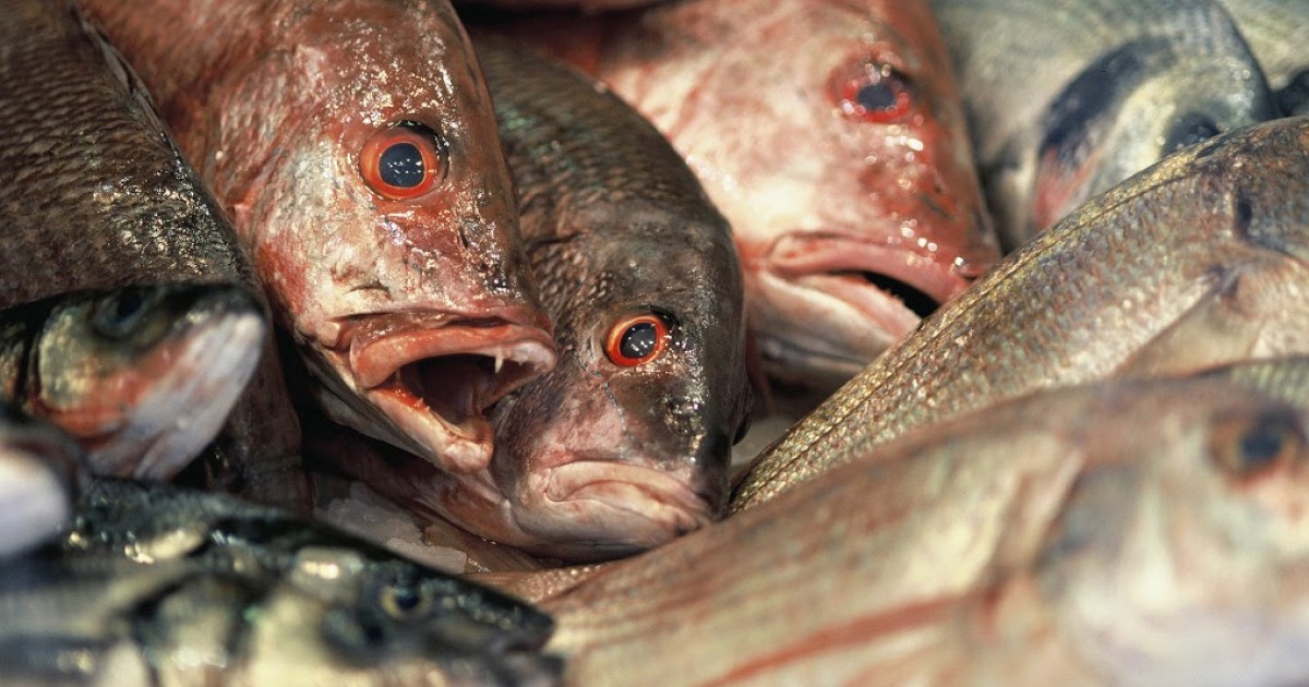 Los peces pueden reconocer rostros. Â¿DejarÃ¡s de comerlos?