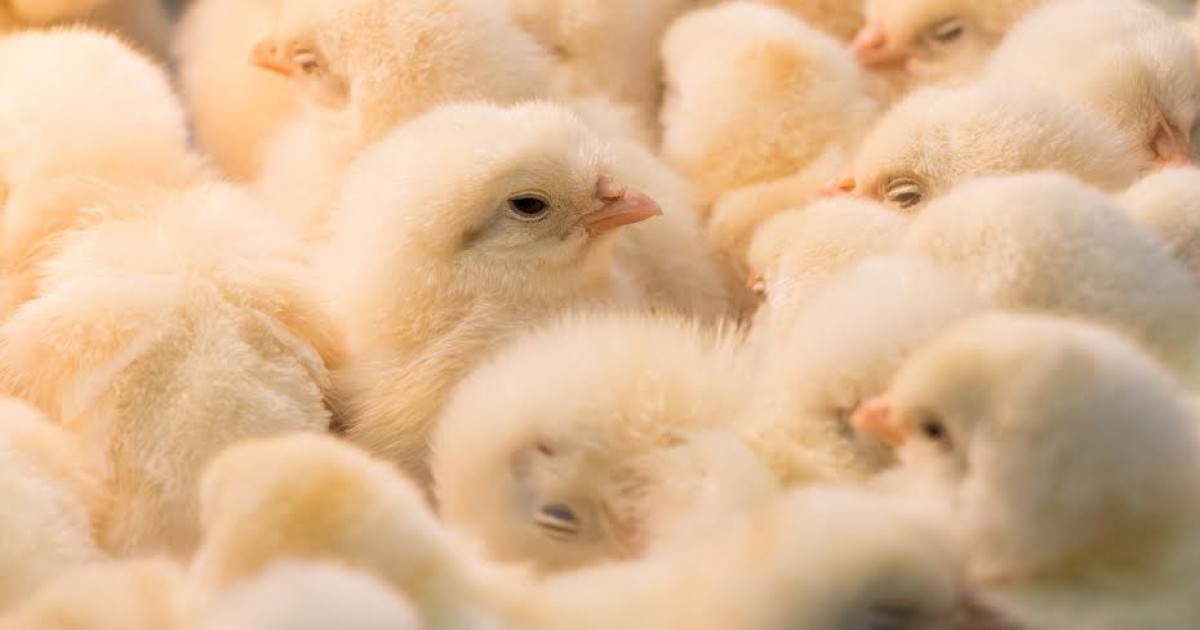 En 2020, el 95% de los productores de huevo dejarÃ¡ de eliminar selectivamente a los polluelos machos