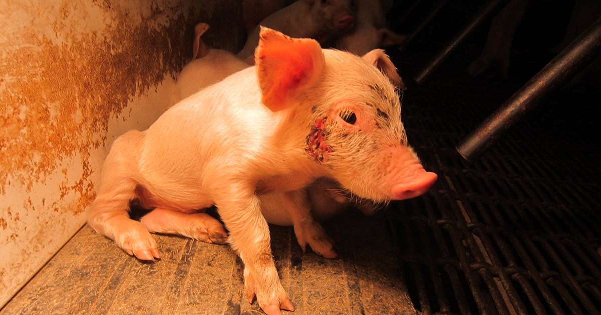 CHOCANTE: Maioria das pessoas nÃ£o faz ideia do que acontece com os animais antes do abate