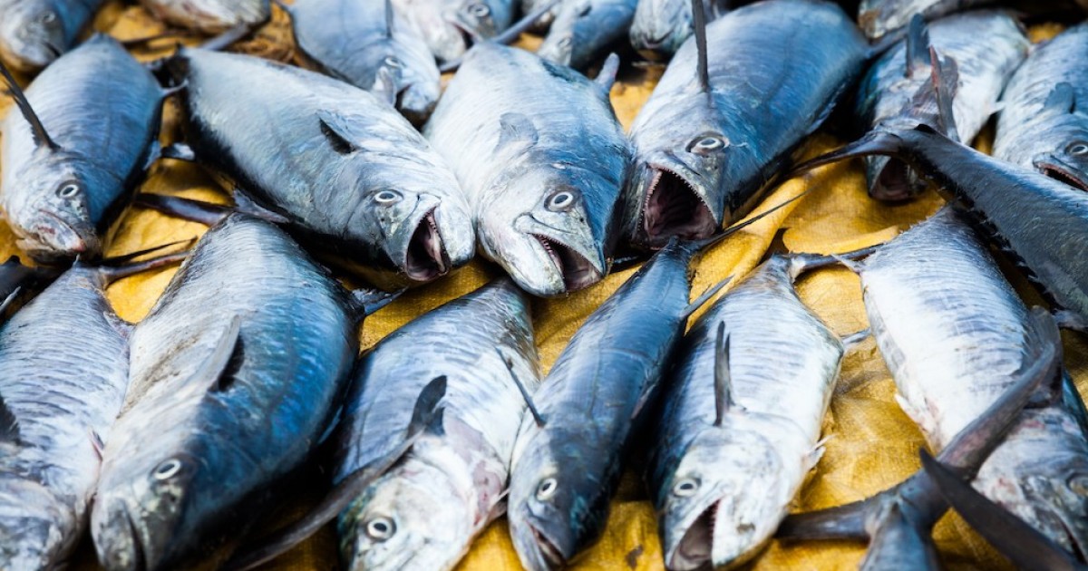 La disminuciÃ³n en la poblaciÃ³n de peces no impide que las personas sigan comiendo pescado
