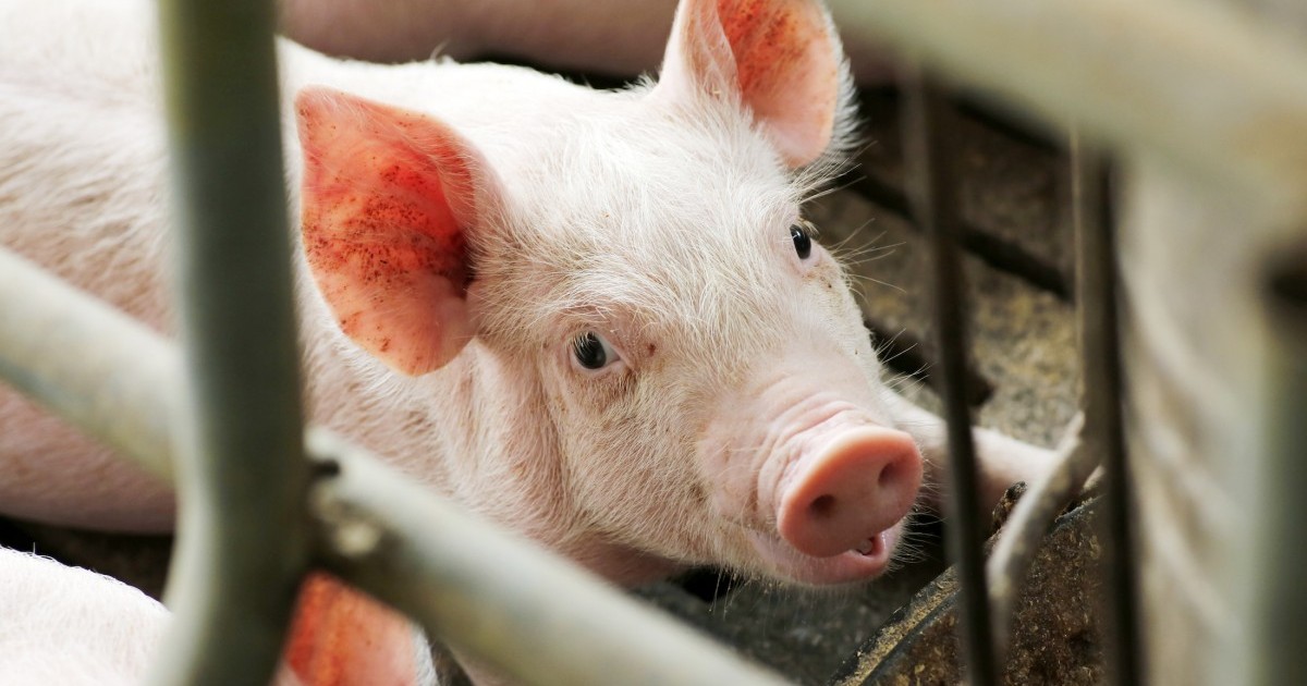 Los niÃ±os contraen gripe porcina en las ferias agropecuarias â€“CDC
