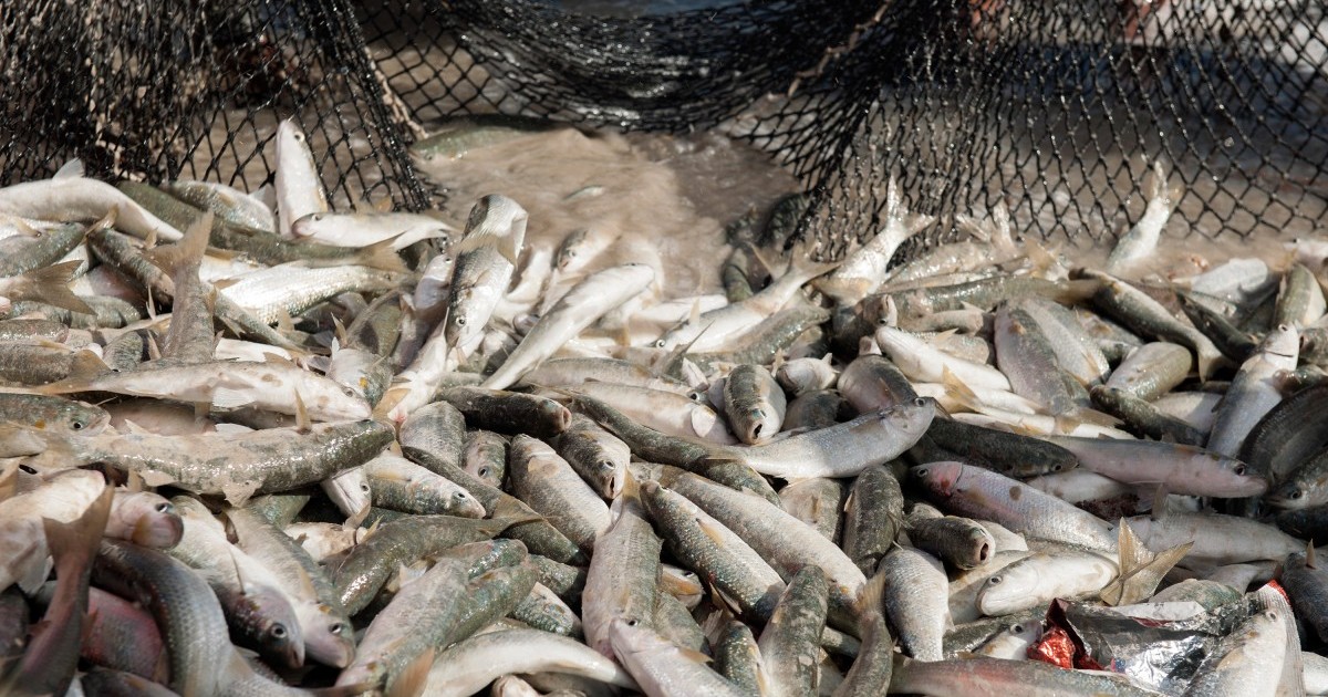 El enojo de la industria pesquera por una ley promulgada por Obama