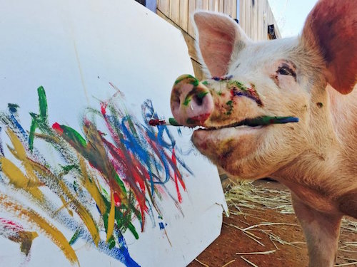 Essa adorÃ¡vel porquinha foi salva do abate ... e agora adora pintar