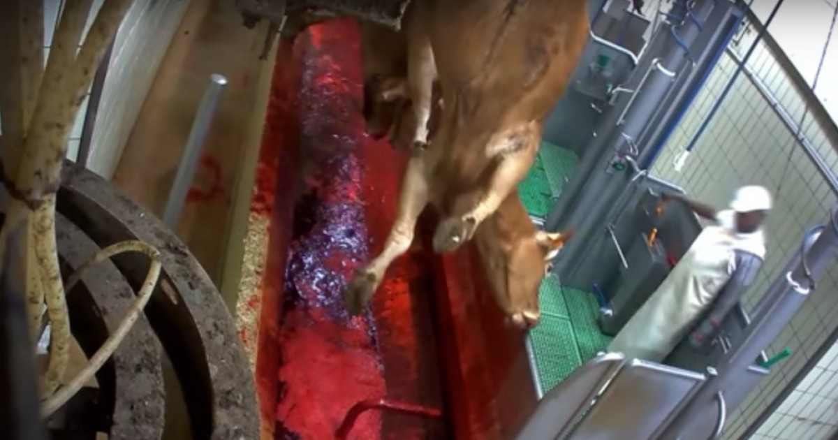 Video encubierto muestra el violento asesinato de vacas embarazadas