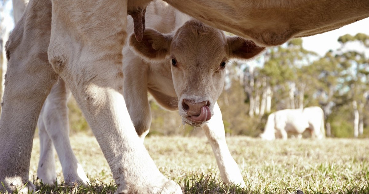 Nueva campaÃ±a expone el peor secreto de Dairy Farmers of America