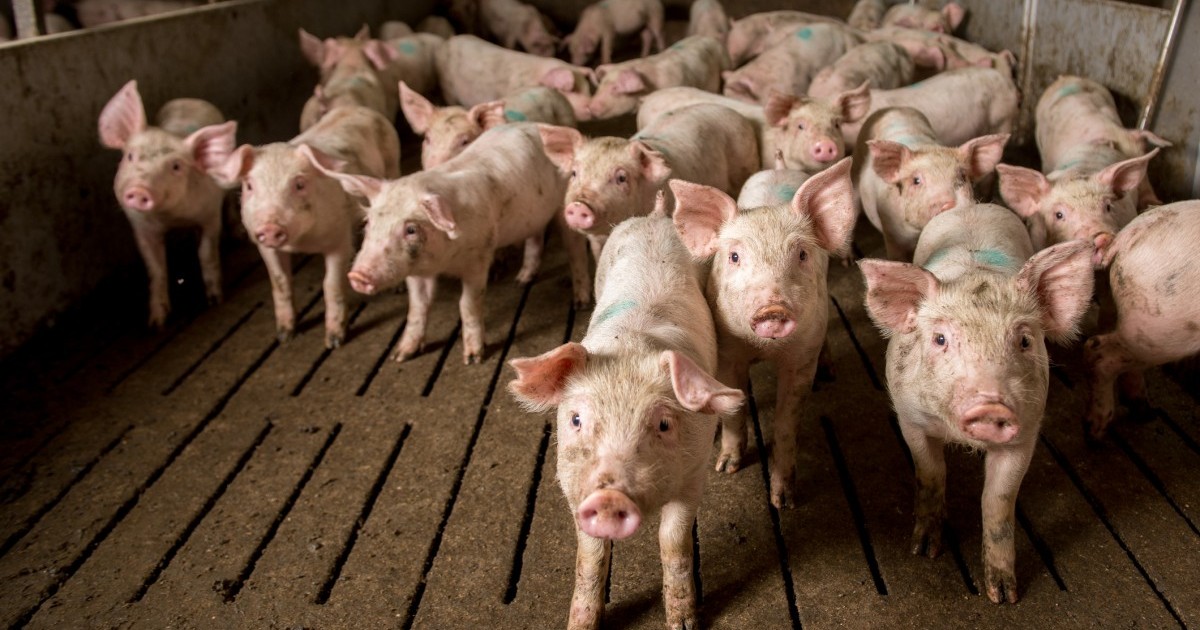 SÃºper bacterias encontradas en productos de carne de cerdo
