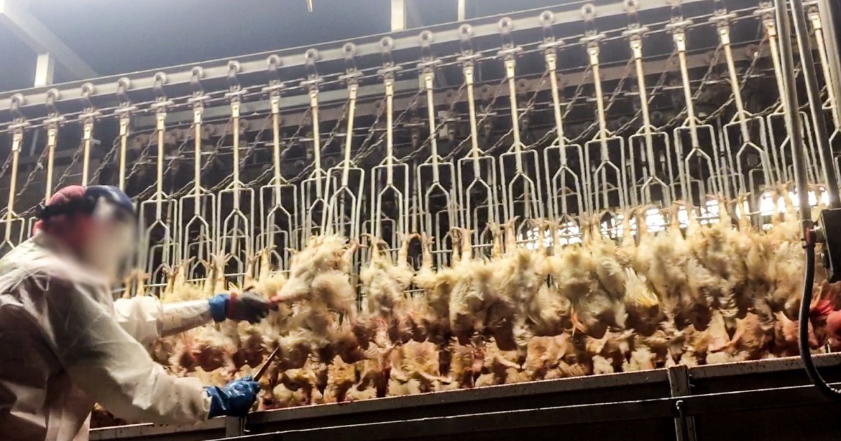 Millones de gallinas son asesinadas cuando aÃºn estÃ¡n conscientes