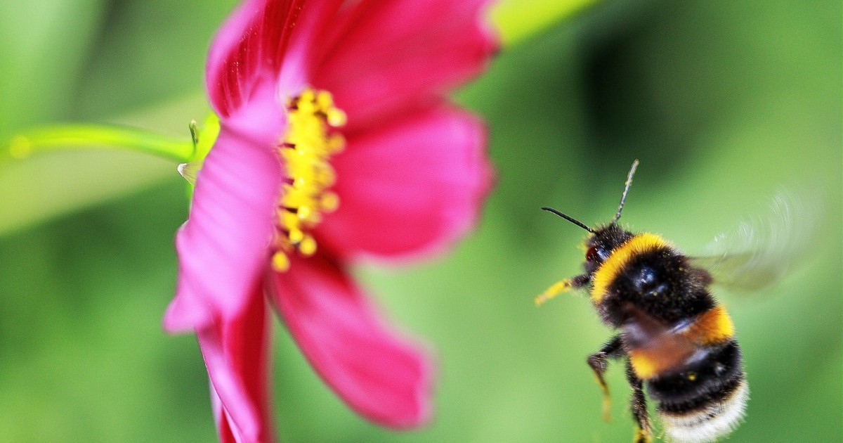 Las abejas son mÃ¡s inteligentes que el mejor estudiante â€’ CientÃ­ficos