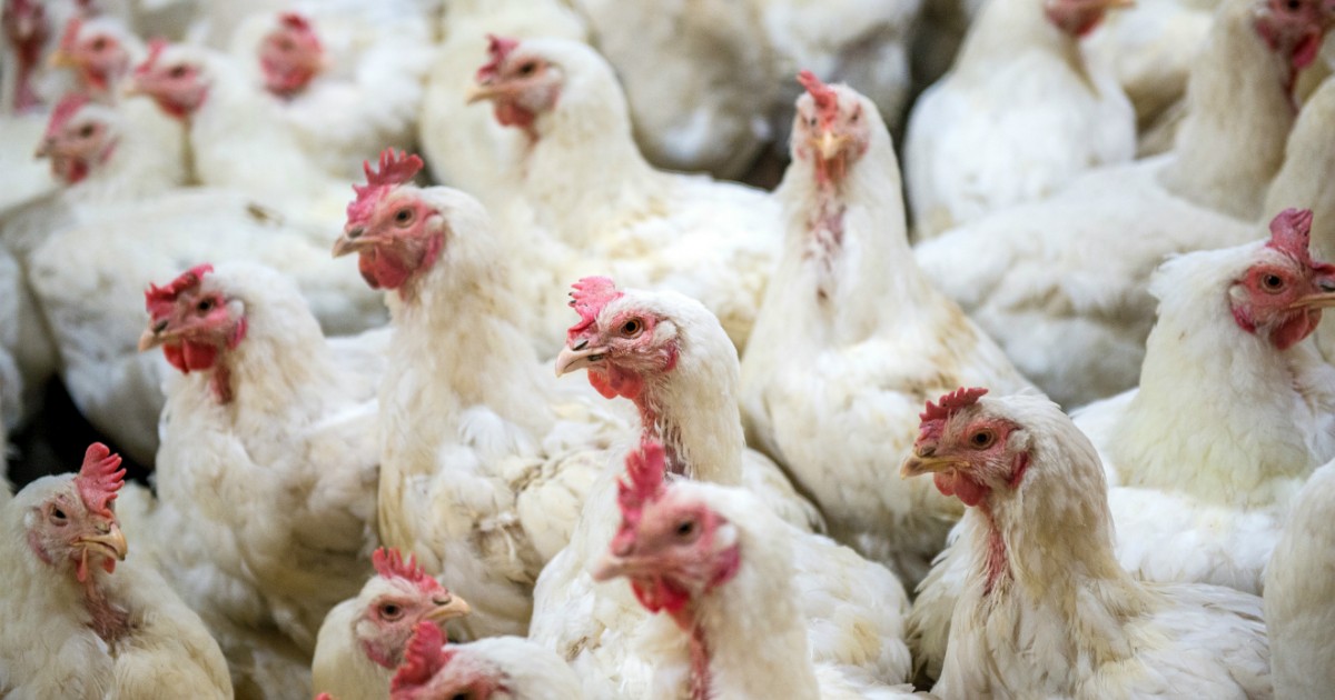 Grupo Loz-Car se compromete a proteger de la crueldad a las gallinas