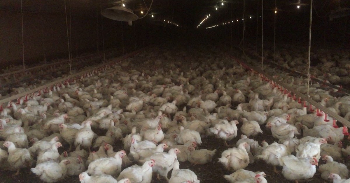 Detectan gripe aviar en una granja de Tyson
