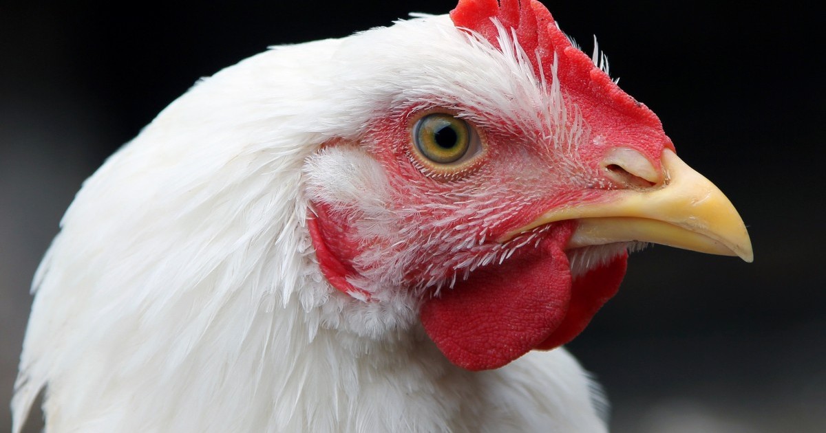 Burger King lanza reforma que mejorarÃ¡ las condiciones de vida de las gallinas